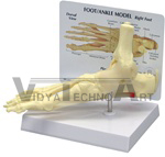 Foot and Ankle Model